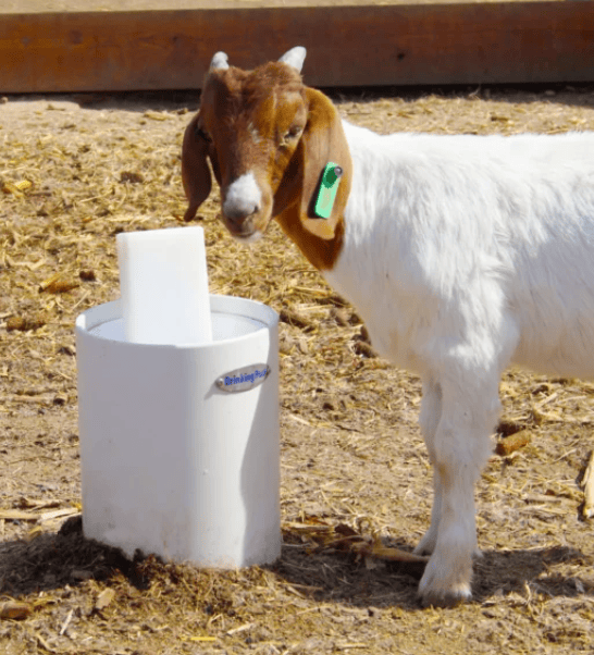 Drinking Post Waterer - Image 6