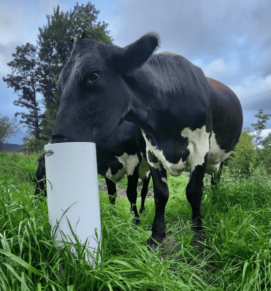 Drinking Post Waterer - Image 5