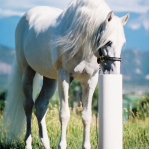 Drinking Post Waterer
