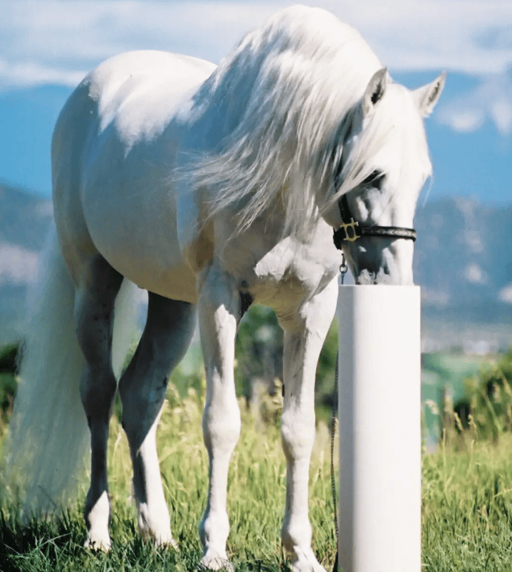 Drinking Post Waterer
