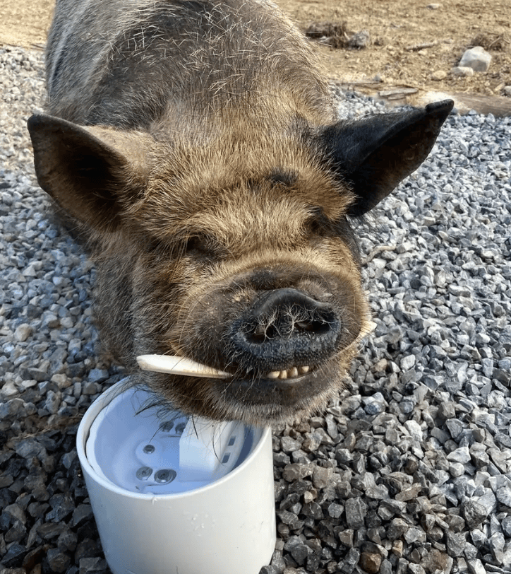 Drinking Post Waterer - Image 4