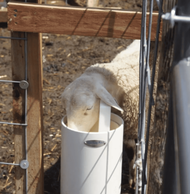 Drinking Post Waterer - Image 2